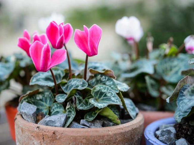 winter plants