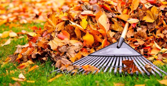 yard work pam allen real estate